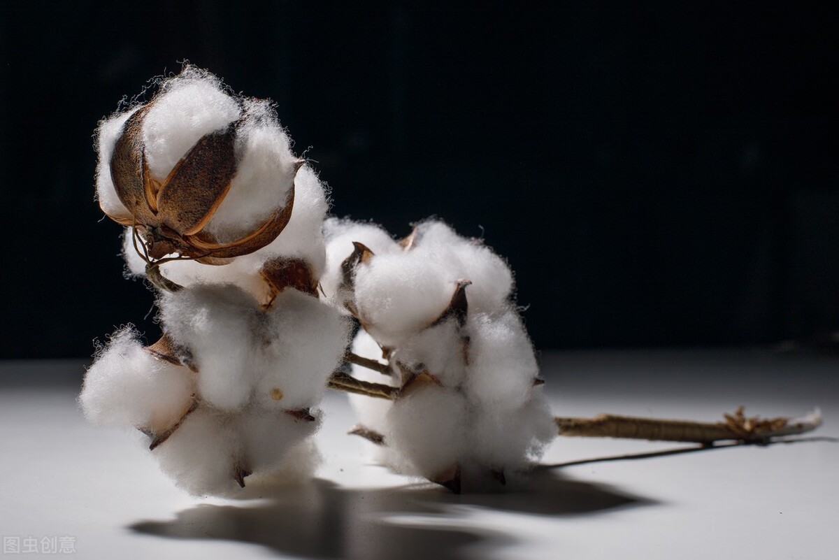 美国旺季将延迟到年后,看来跨境人还有机会!春节前高峰舱位紧张