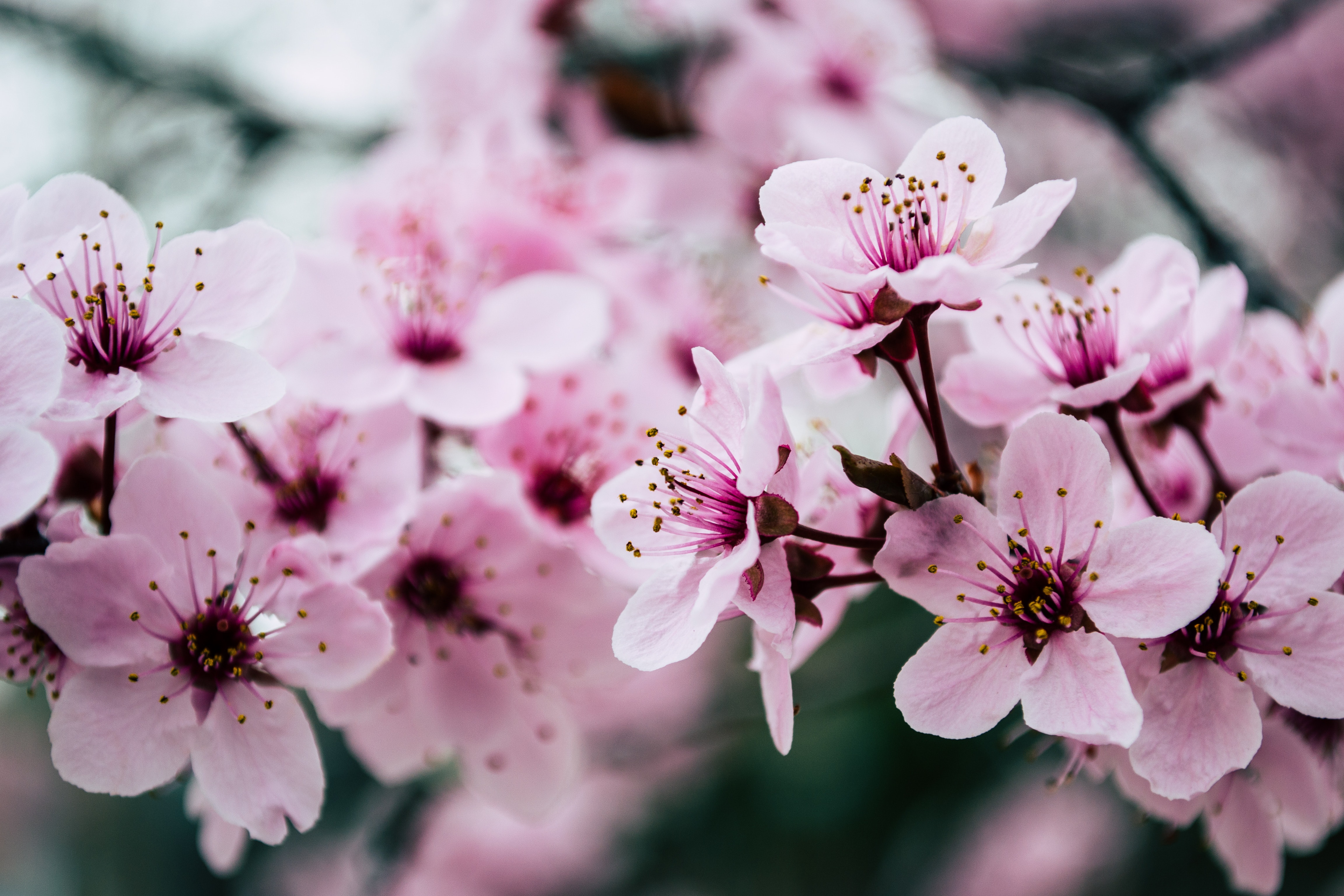 beautiful-blooming-blossom-992734